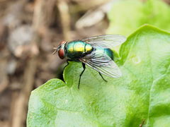 Lucilia illustris