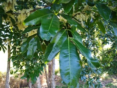 Lepiderema sericolignis