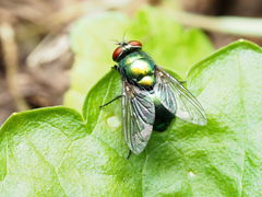Lucilia illustris