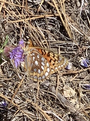 Speyeria coronis hennei