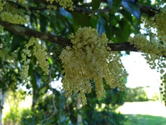 Lepiderema sericolignis