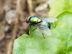 Lucilia illustris