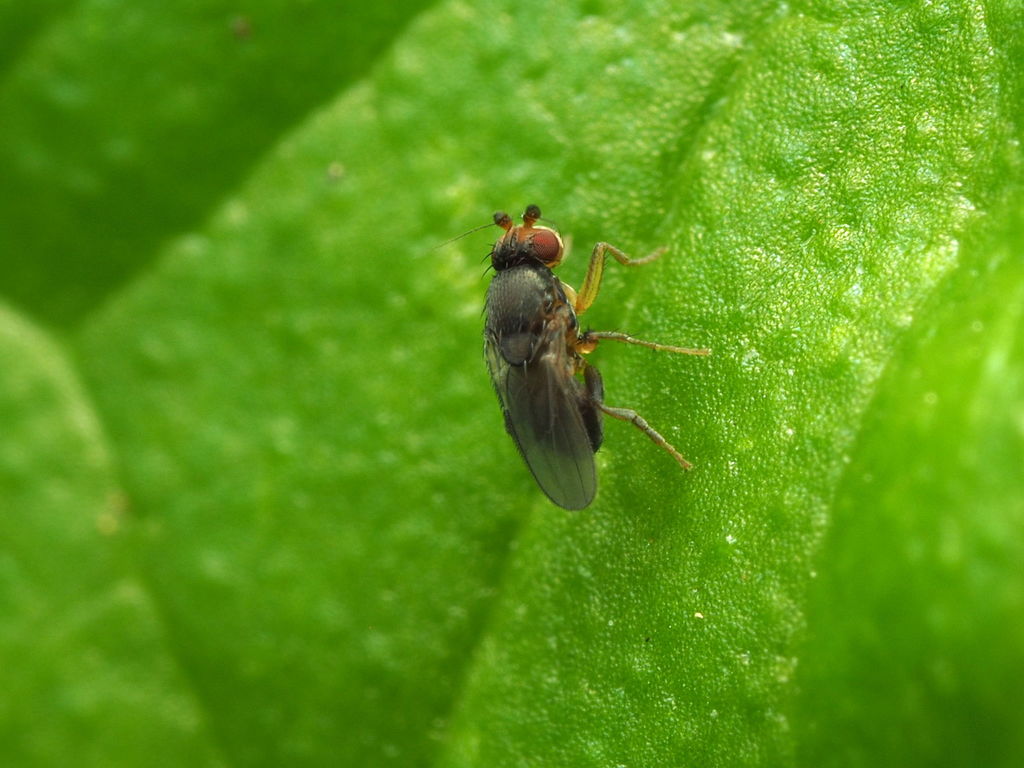 Spelobia bifrons