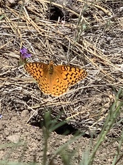 Speyeria coronis hennei