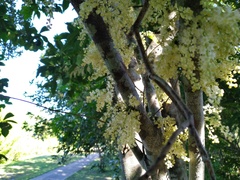 Lepiderema sericolignis