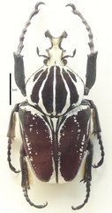 Goliathus goliatus