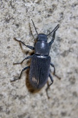 Xylopinus saperdoides