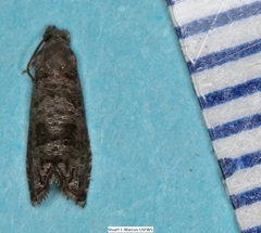 Grapholita packardi