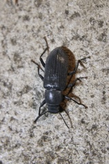 Xylopinus saperdoides