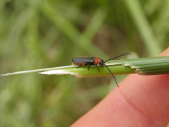 Silis ruficollis