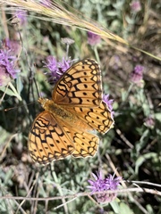 Speyeria callippe macaria