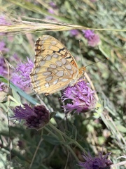 Speyeria callippe macaria