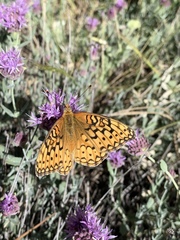 Speyeria callippe macaria