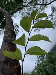 Ulmus uyematsui