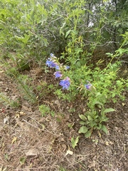 Penstemon cyananthus