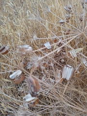 Prangos ferulacea