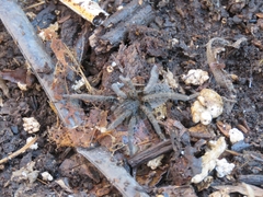 Ancylometes concolor