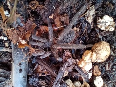 Ancylometes concolor