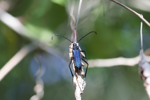 Pseudodeltaspis cyanea (Pseudodeltaspis cyanea)
