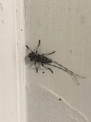 Acanthocinus obsoletus