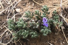 Dracocephalum discolor