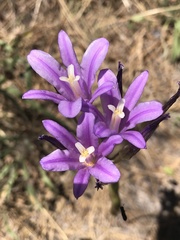 Brodiaea sierrae