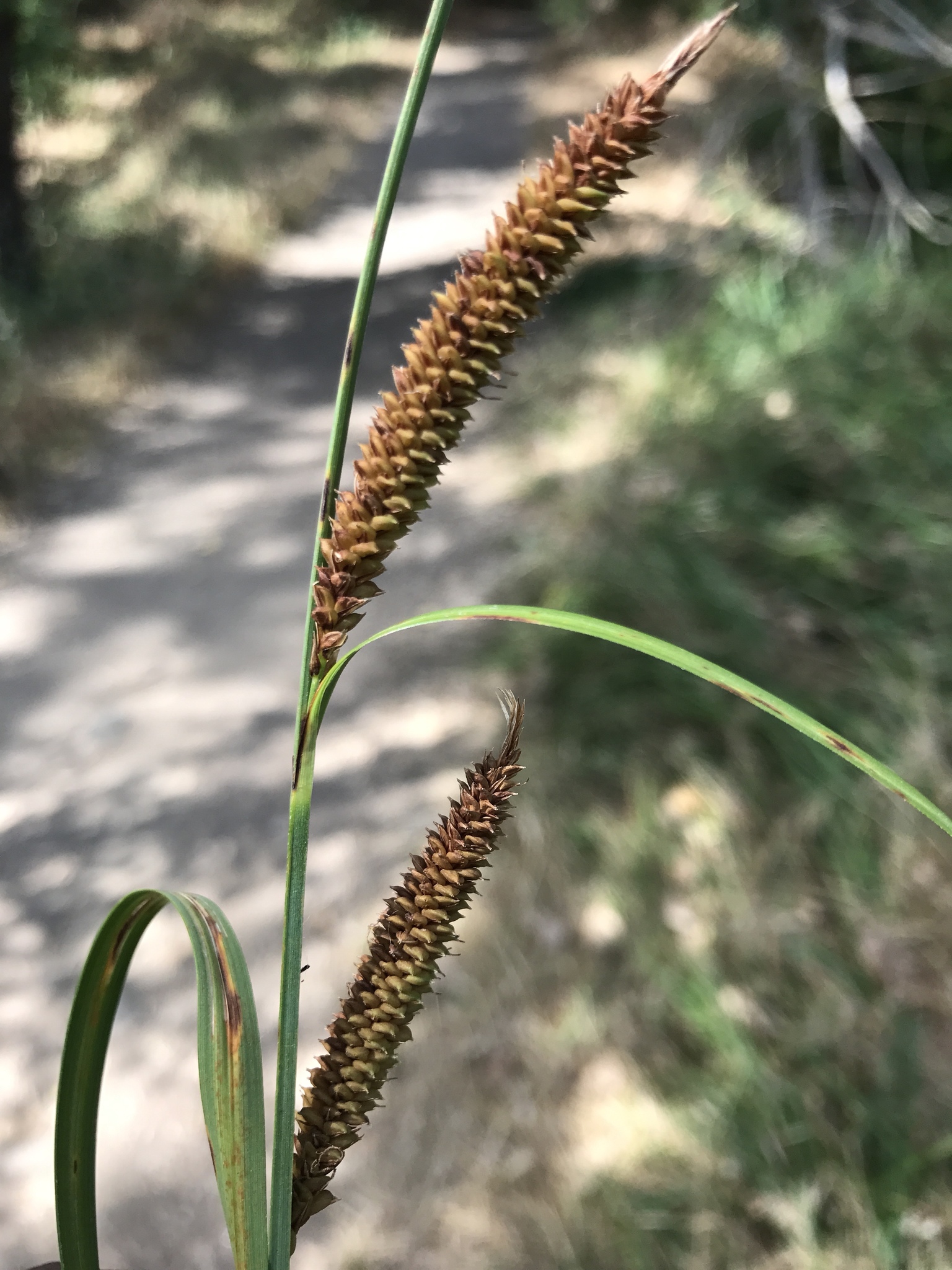 Carex barbarae