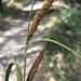 Carex barbarae - Photo no hay derechos reservados, subido por Nathan Gonzales