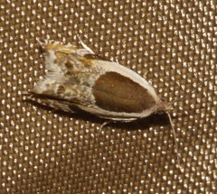 Ancylis discigerana
