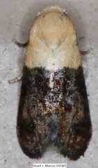 Eugnosta erigeronana