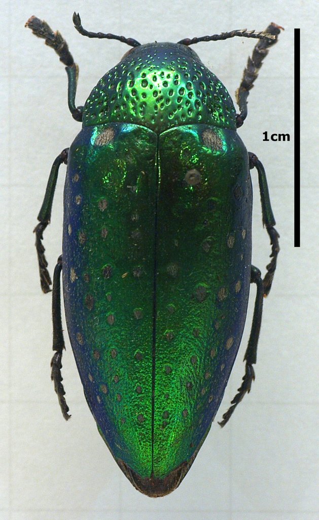 Sternocera syriaca revoili 特大 昆虫用品 Sternocera syriaca revoili 特大
