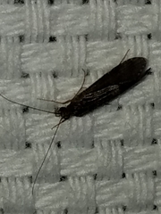 Annulipalpia