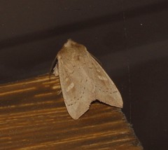 Leucania pseudargyria