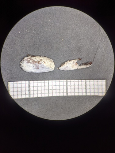 taxonomy_inaturalist image for Leiosolenus bisulcatus
