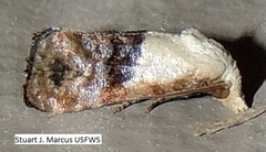 Eugnosta erigeronana