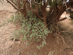 Berberis fremontii
