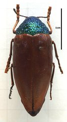 Sternocera chrysis