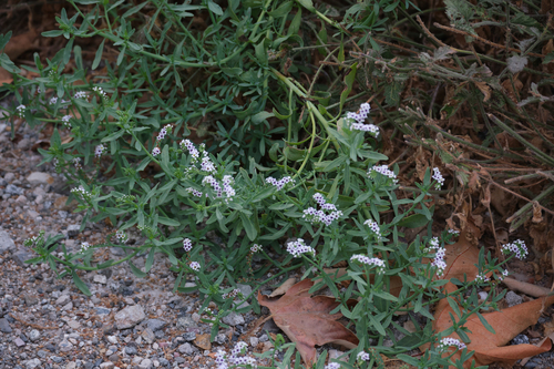 iNaturalist observation photo of alkali heliotrope