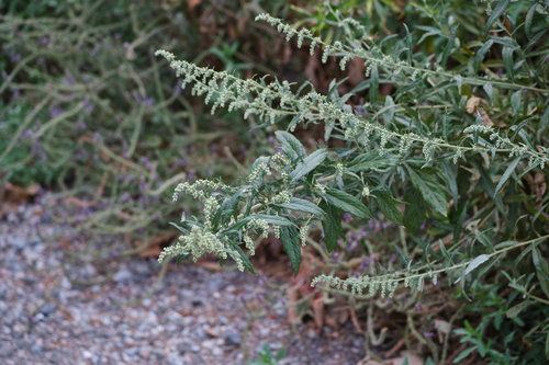 iNaturalist observation photo of California mugwort