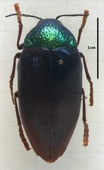 Sternocera chrysis