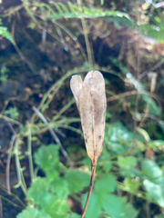 Lilieae