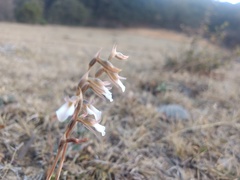 Schiedeella transversalis