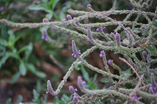 iNaturalist observation photo of western vervain