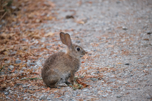 iNaturalist observation photo of Desert Cottontail