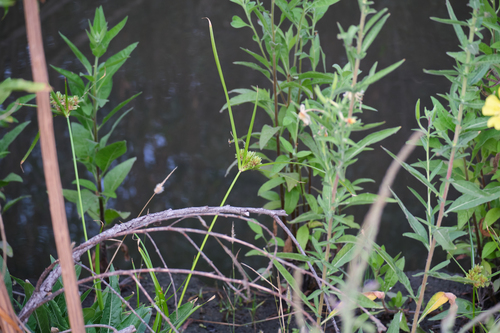 iNaturalist observation photo of tall flatsedge