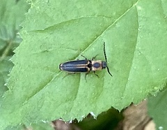 Megapenthes limbalis
