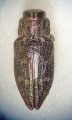 Chrysobothris femorata