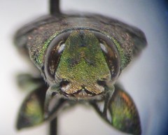 Chrysobothris femorata
