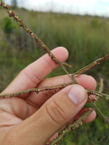 Paspalum image