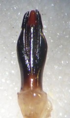 Chrysobothris femorata